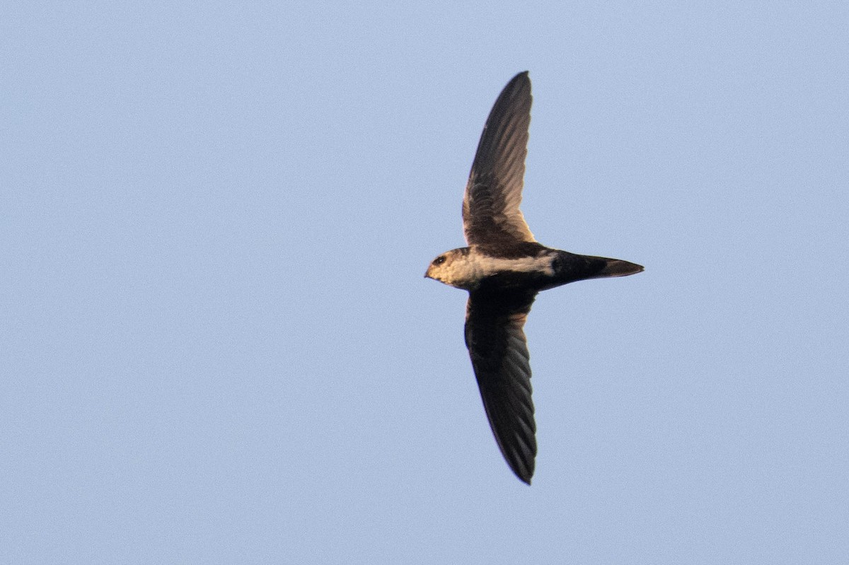 White-throated Swift - ML623559445