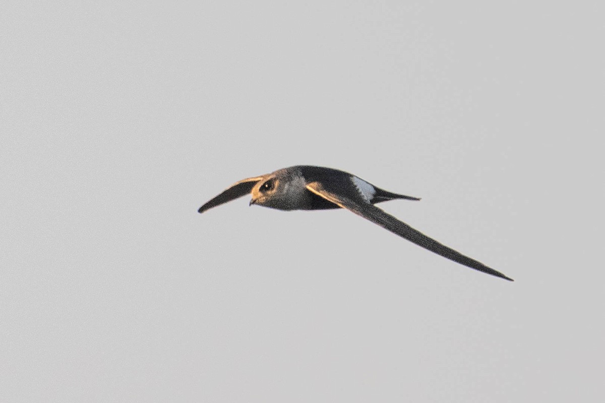 White-throated Swift - Nancy Christensen