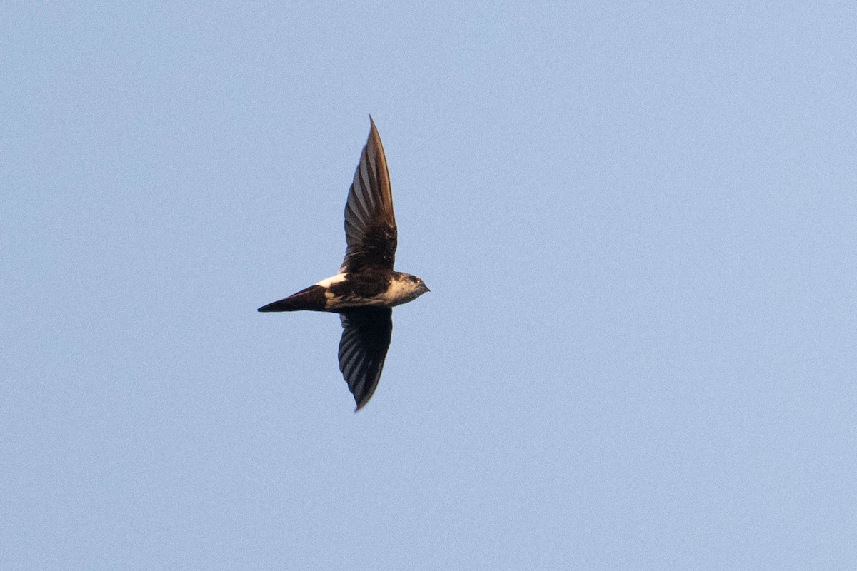 White-throated Swift - ML623559449