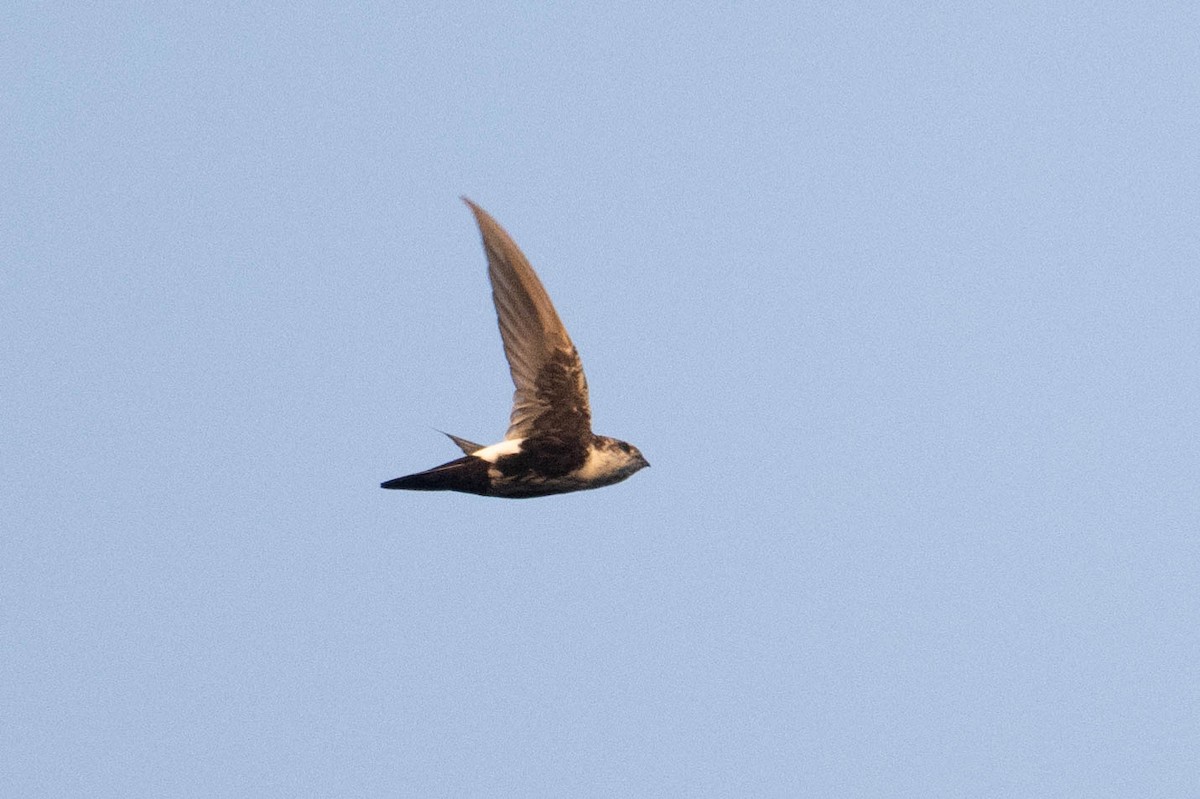 White-throated Swift - ML623559452