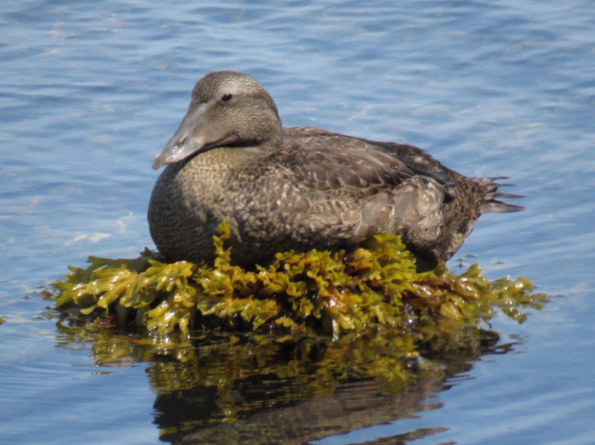 Common Eider - ML623559559