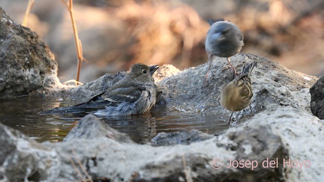 Tenerife Blue Chaffinch - ML623559594
