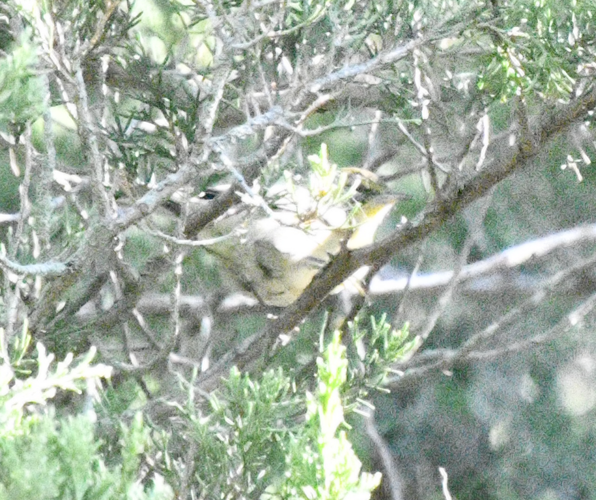 Pine Warbler - Cliff Miller