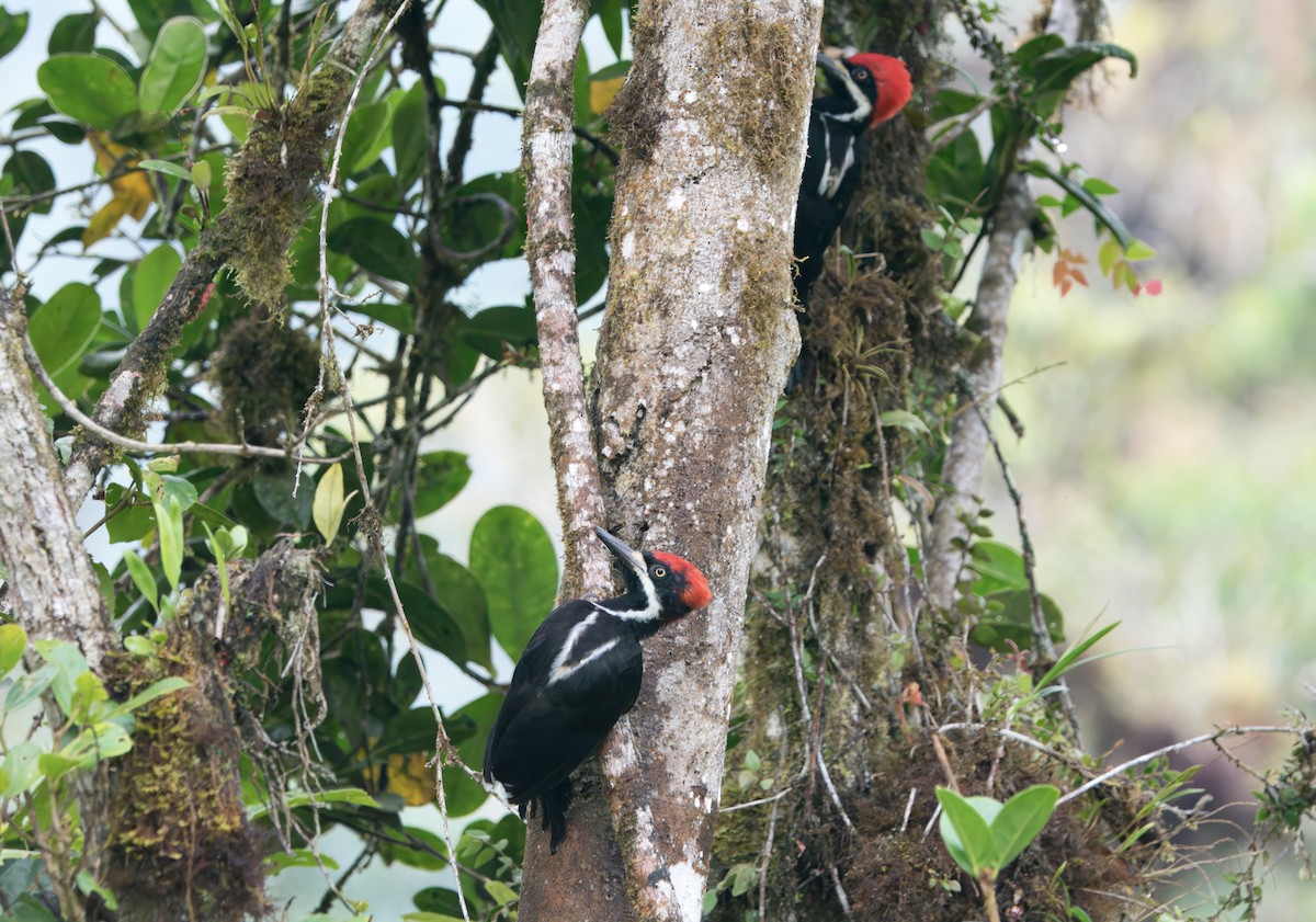 Powerful Woodpecker - Jhonny Aldaz