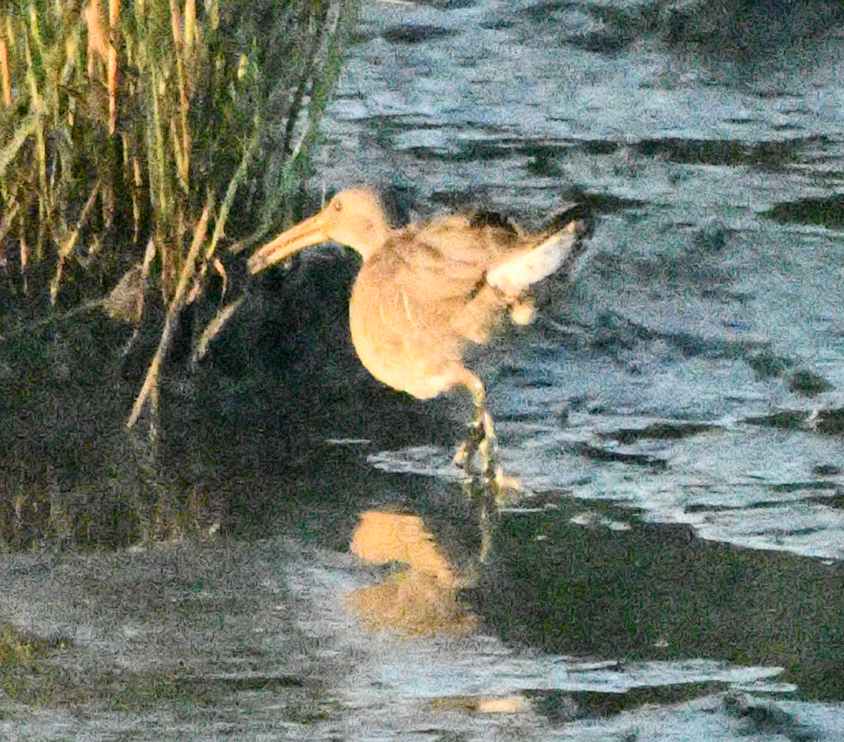 Clapper Rail - Cliff Miller