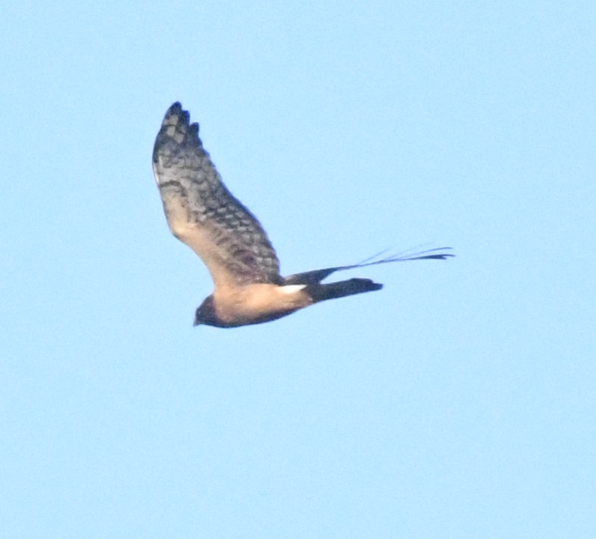 Northern Harrier - ML623559709