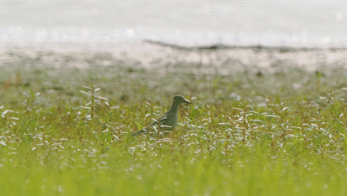 Buff-breasted Sandpiper - ML623559749