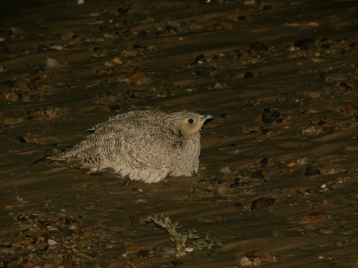 Chestnut-bellied Sandgrouse - ML623559758