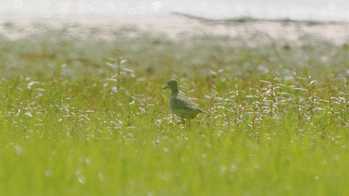 Buff-breasted Sandpiper - ML623559767