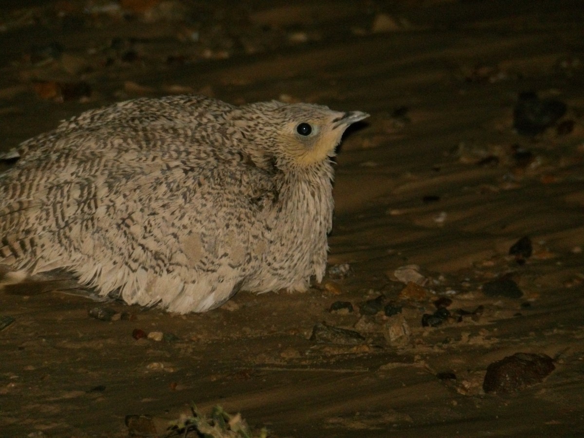 Chestnut-bellied Sandgrouse - ML623559776