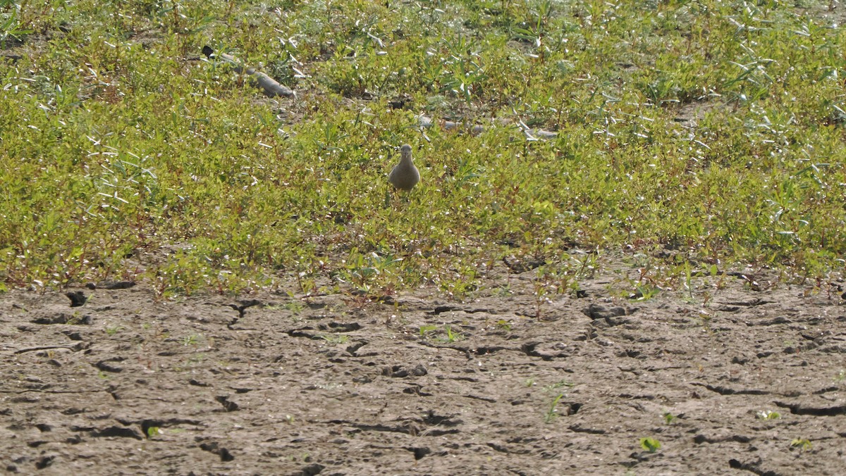 Buff-breasted Sandpiper - ML623559797