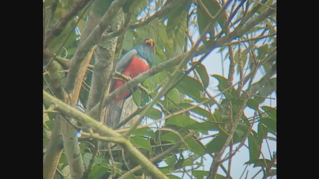 Black-tailed Trogon - ML623559806