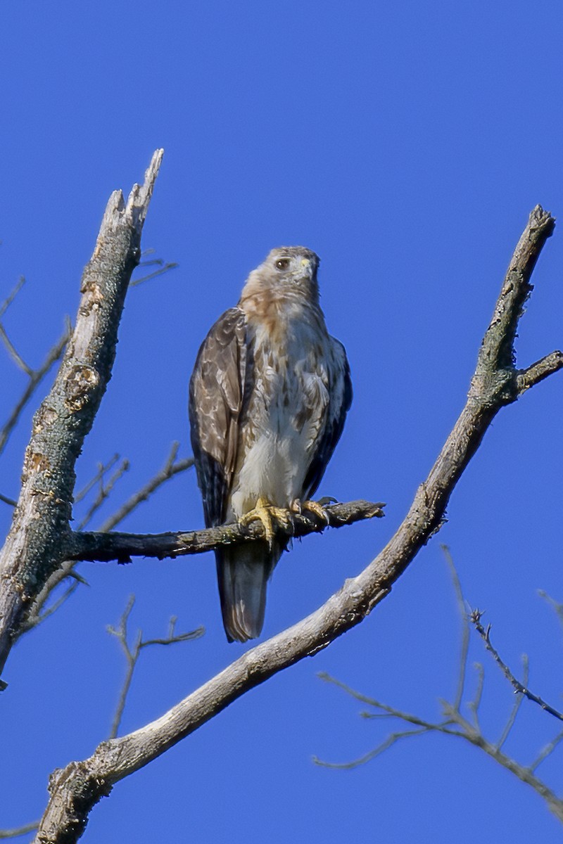 Rotschwanzbussard - ML623559836