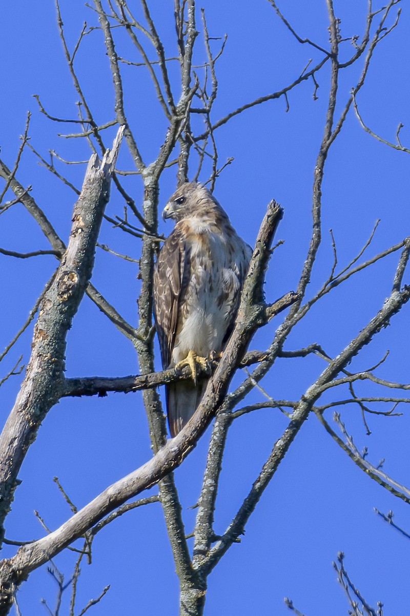 Rotschwanzbussard - ML623559837