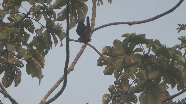 Russet-backed Oropendola - ML623559843