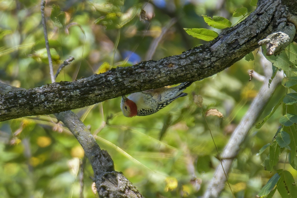 Red-bellied Woodpecker - ML623559846