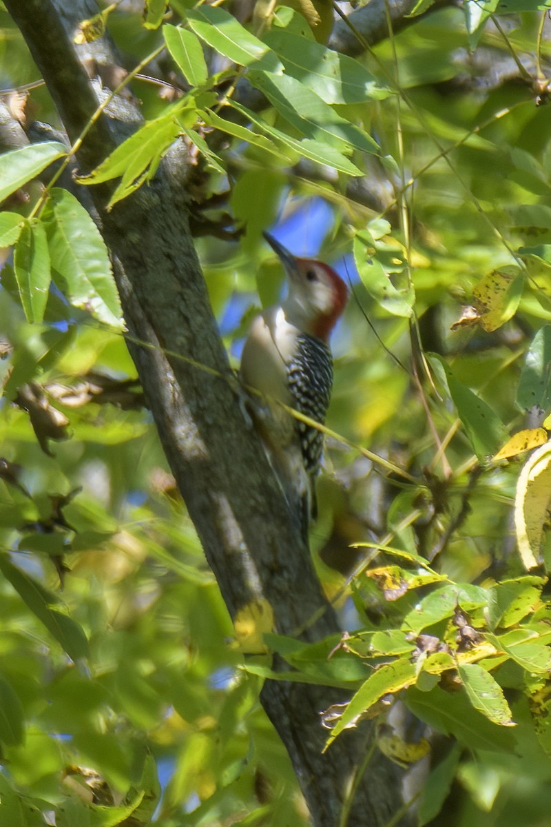 Red-bellied Woodpecker - ML623559847