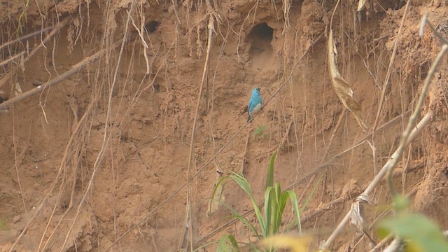 Swallow Tanager - ML623559863
