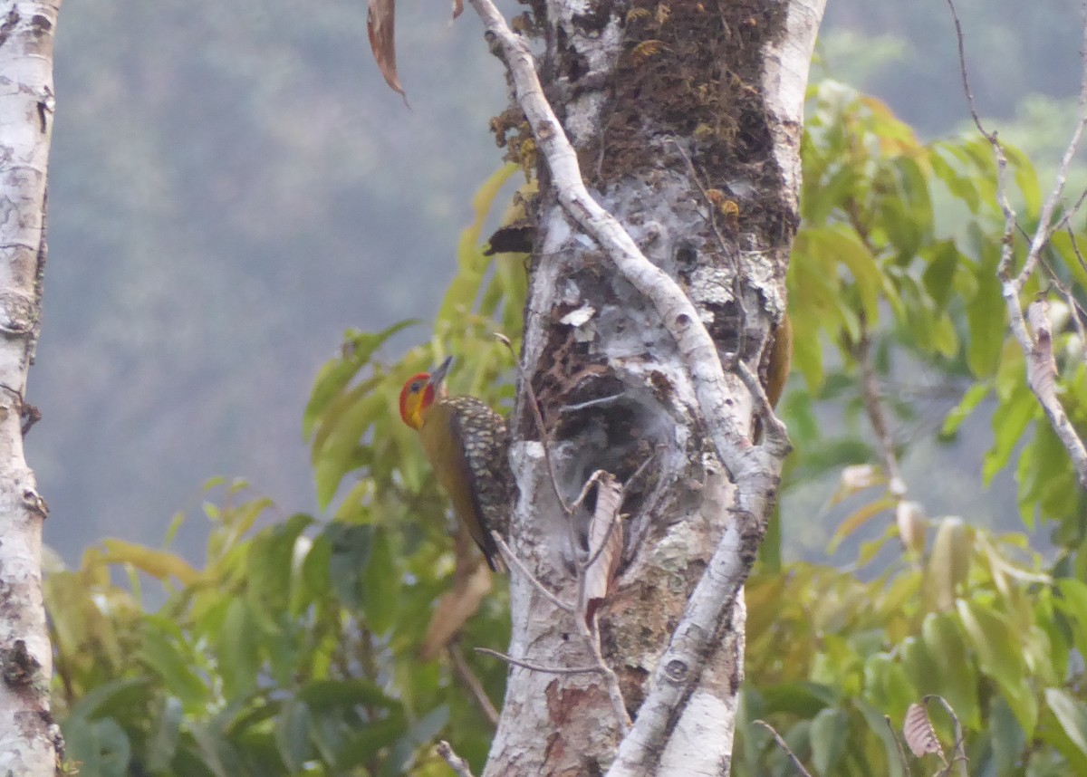 White-throated Woodpecker - Jason Anderson