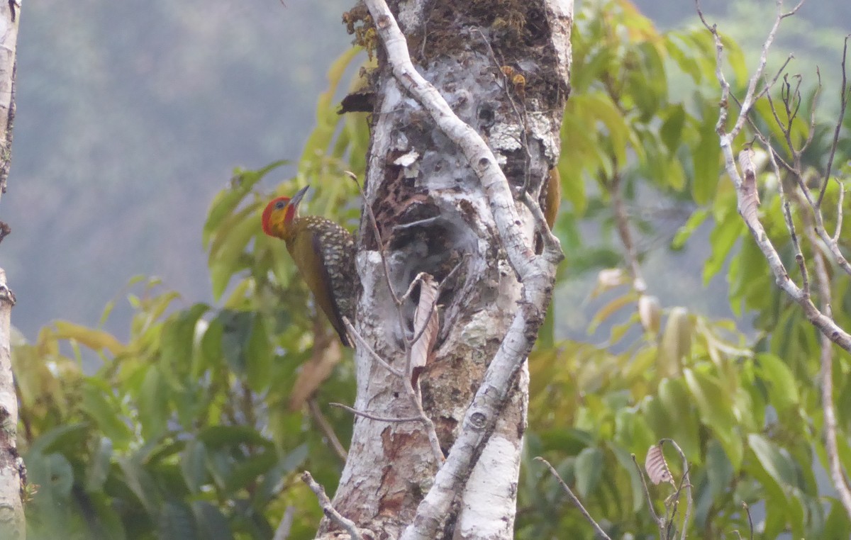 White-throated Woodpecker - ML623559905