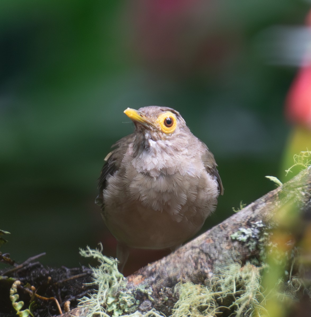 Spectacled Thrush - ML623559907