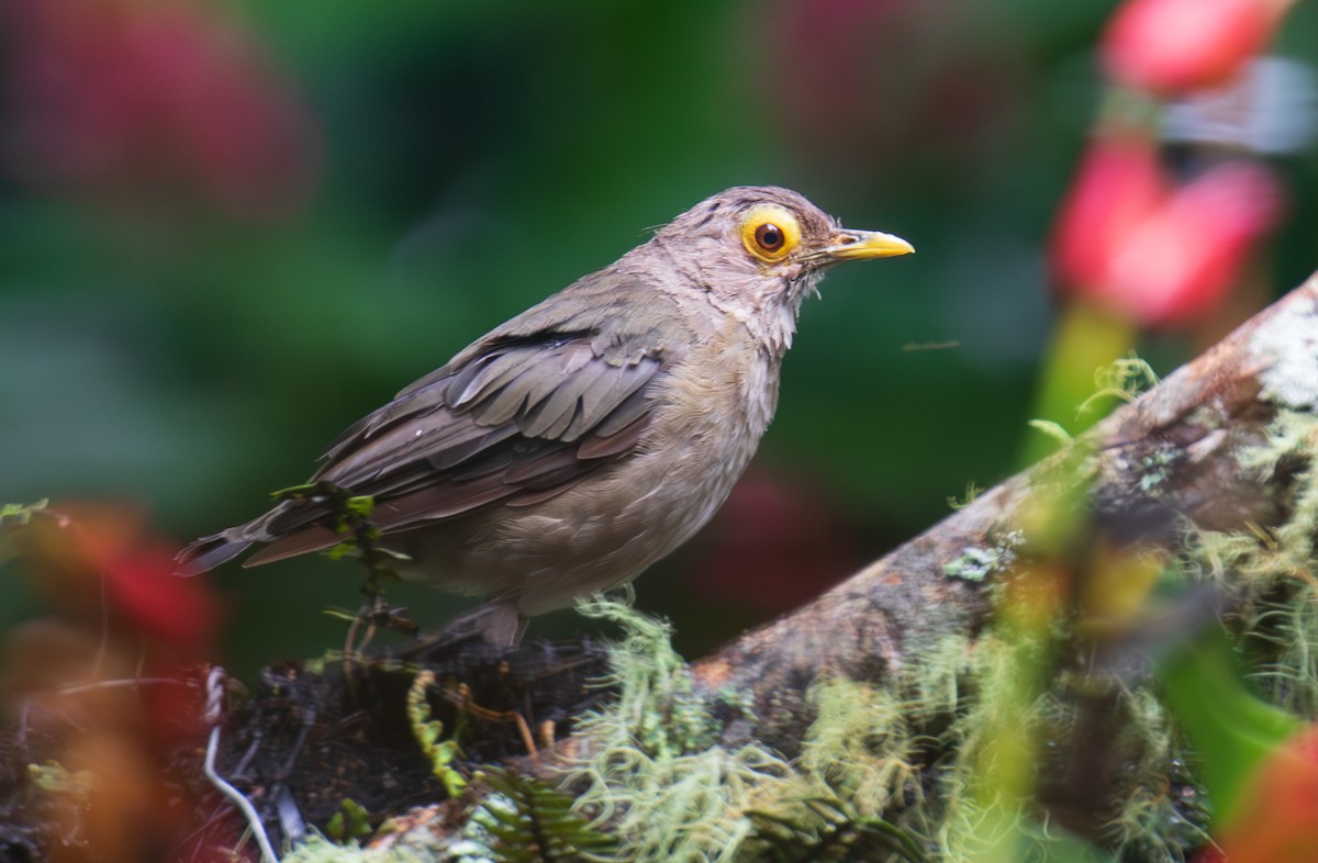 Spectacled Thrush - ML623559908