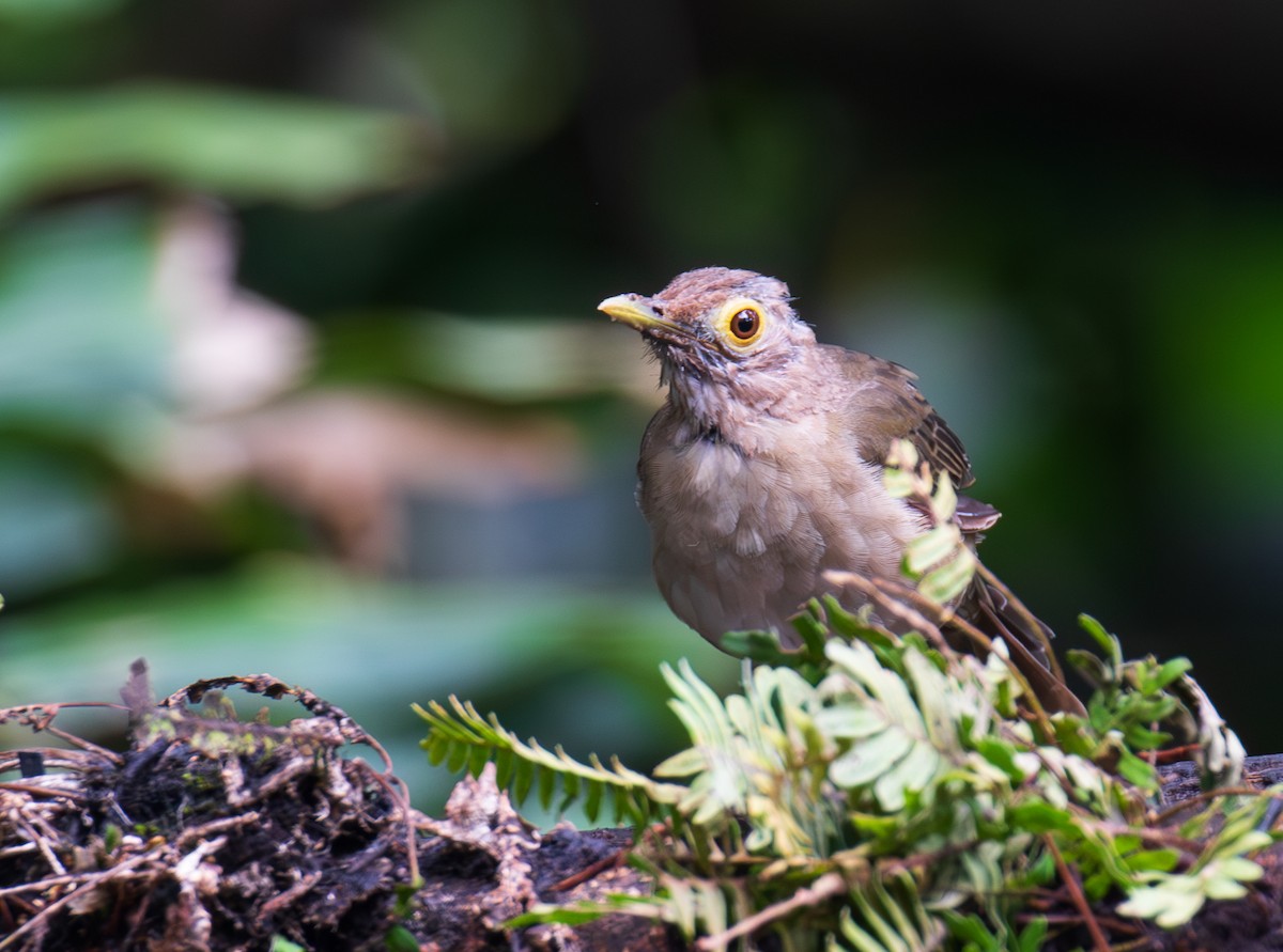 Spectacled Thrush - ML623559909