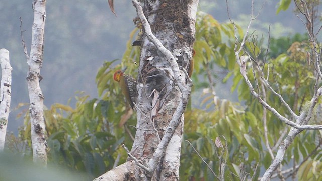 White-throated Woodpecker - ML623559911