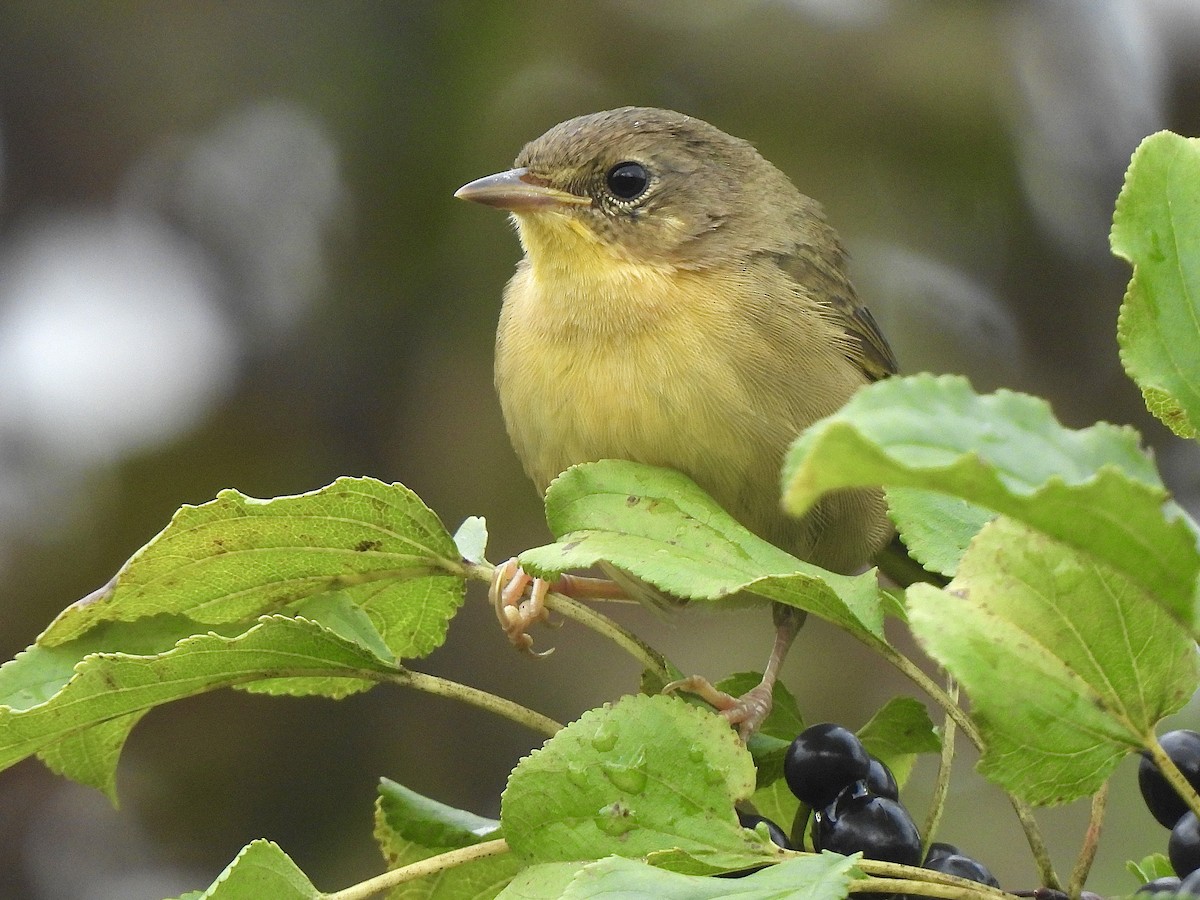 Weidengelbkehlchen - ML623559918