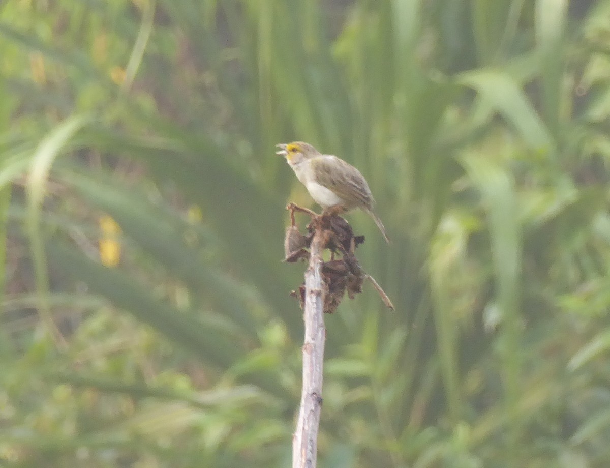 Желтощёкая овсянка-барсучок - ML623559922