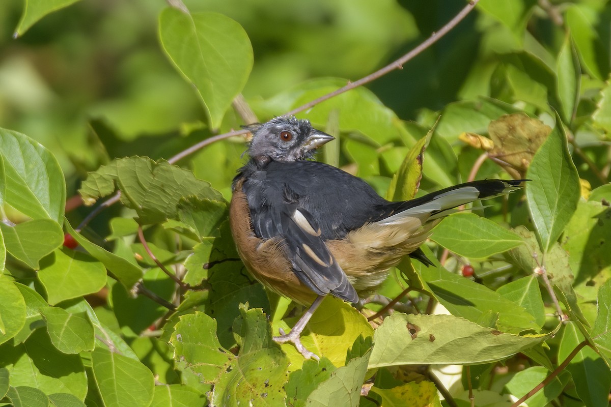 ワキアカトウヒチョウ - ML623559930