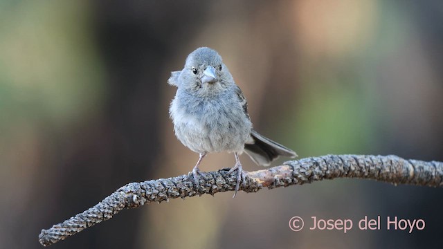 Tenerife Blue Chaffinch - ML623559937