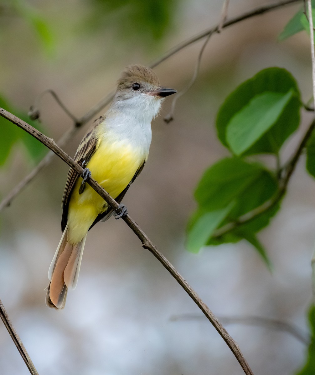 Brown-crested Flycatcher - ML623559951