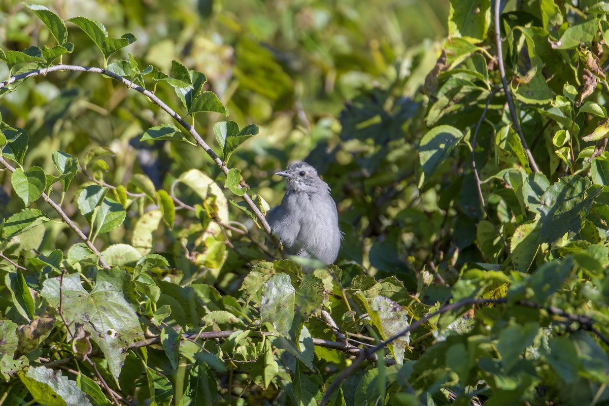 Katzenspottdrossel - ML623559953