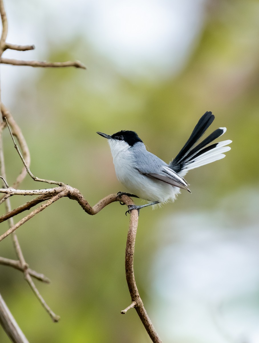 White-lored Gnatcatcher - ML623559963