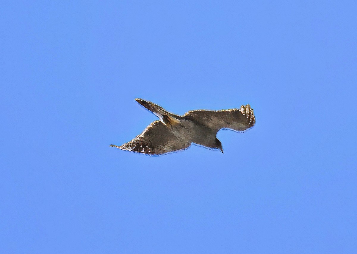 American Goshawk - ML623559964