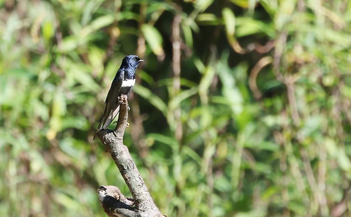 White-banded Swallow - ML623559973