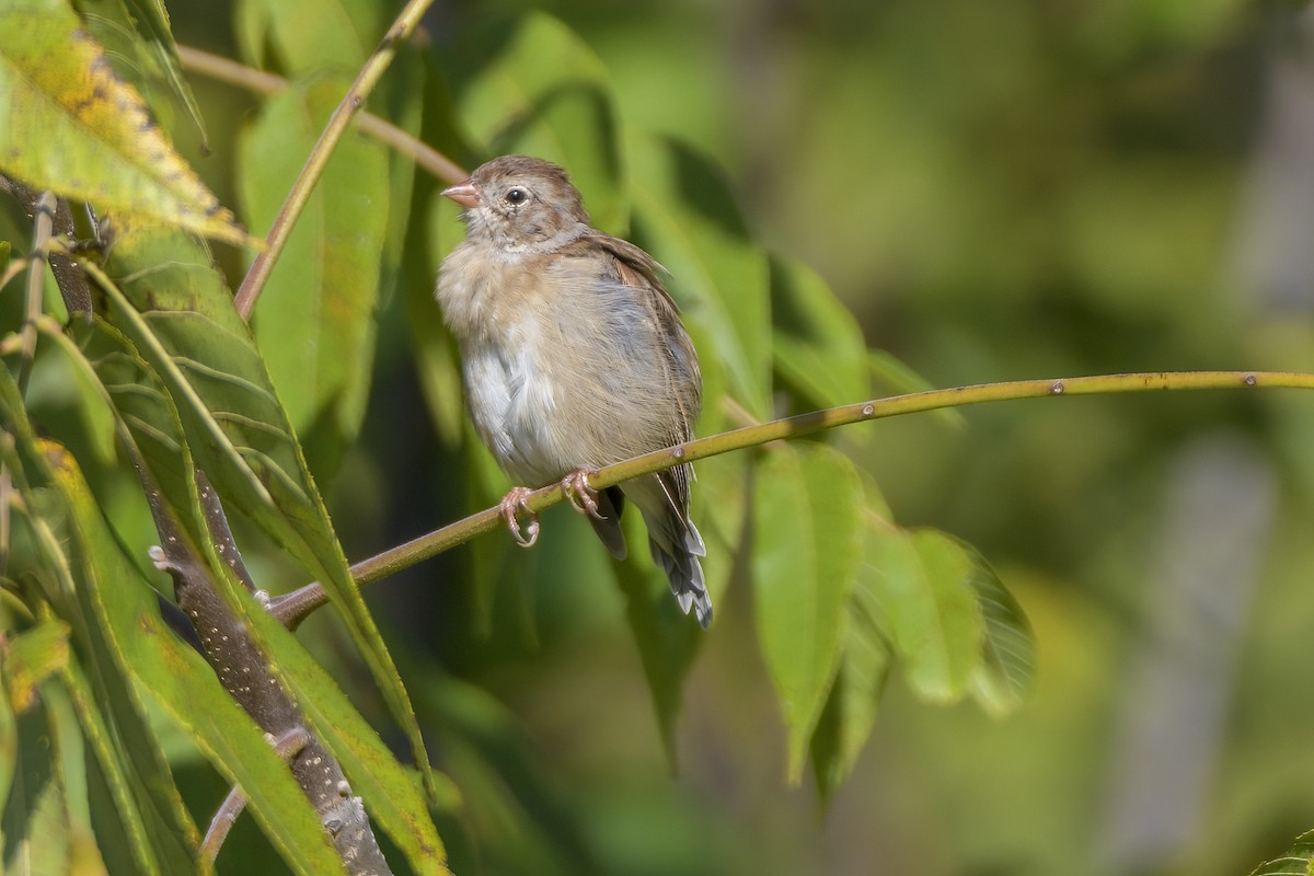 Field Sparrow - ML623560002