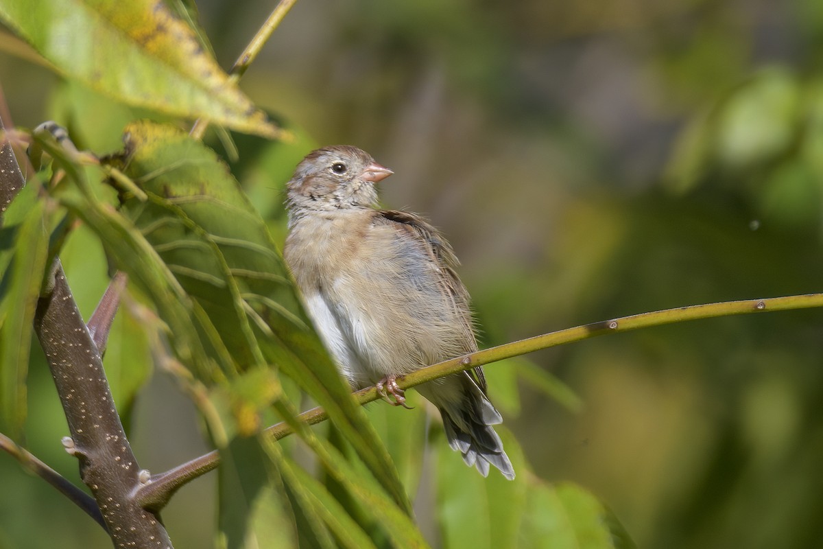 Field Sparrow - ML623560003