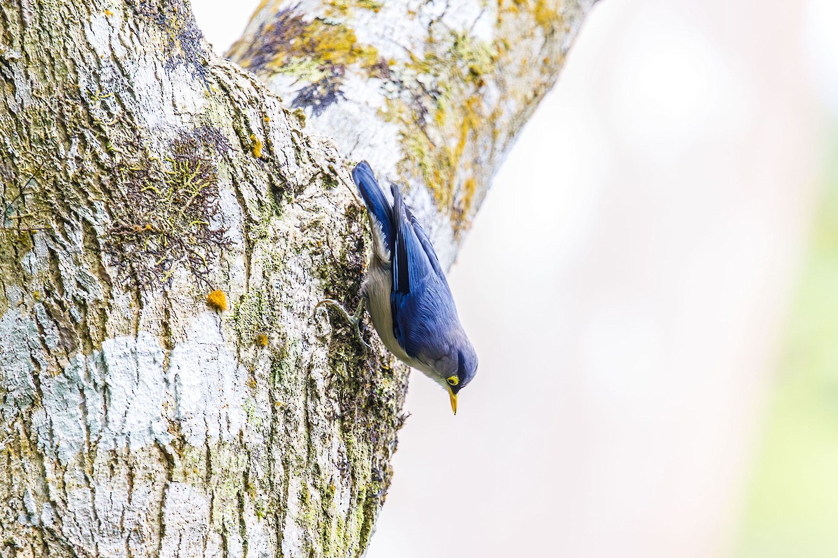 Yellow-billed Nuthatch - ML623560004