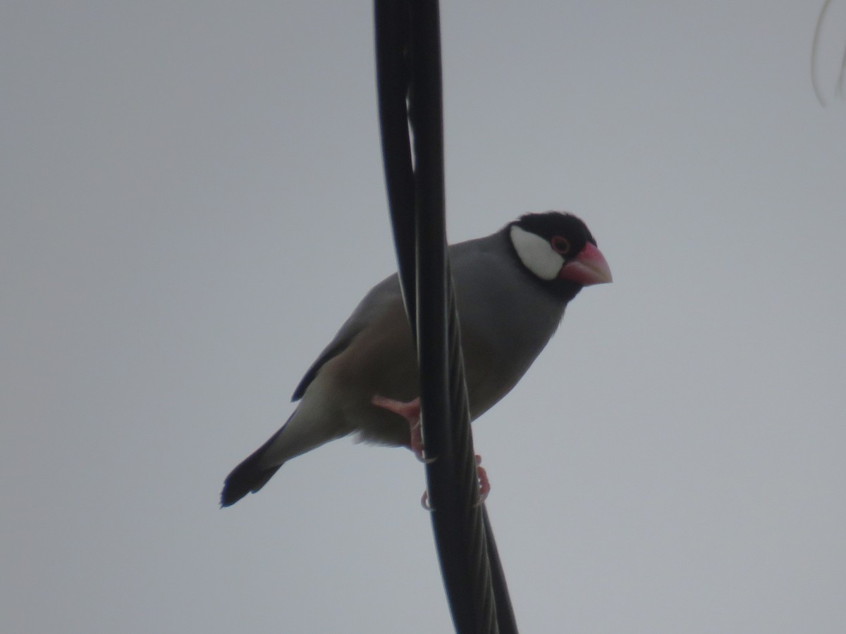 Java Sparrow - ML623560039