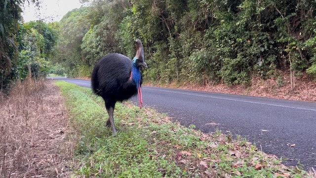 Southern Cassowary - ML623560208