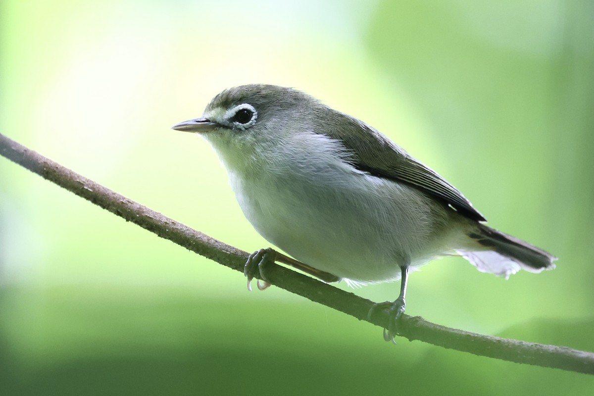 Principe White-eye - ML623560293