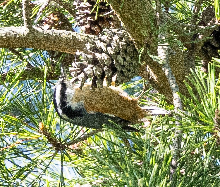 Red-breasted Nuthatch - ML623560318