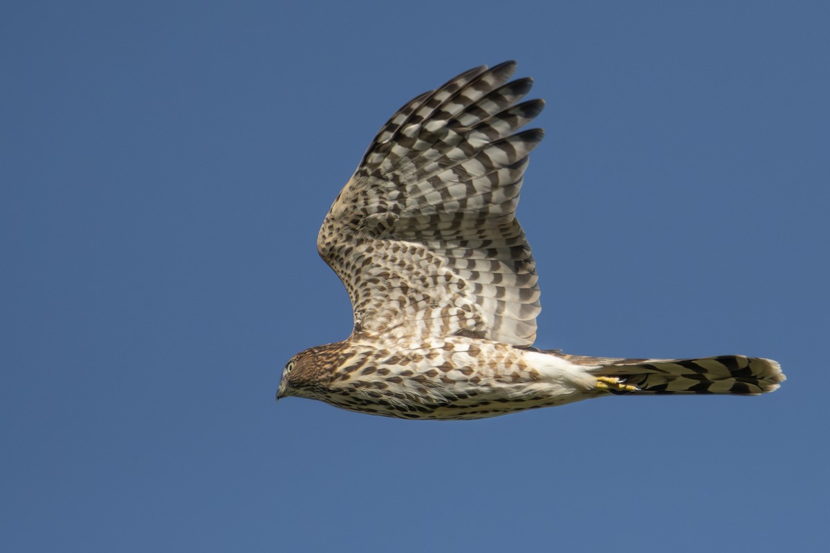 Cooper's Hawk - ML623560347