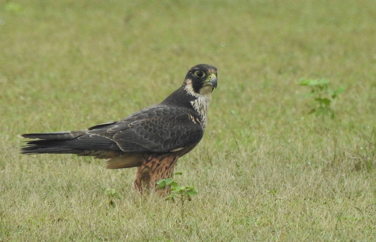 Peregrine Falcon (Shaheen) - ML623560390