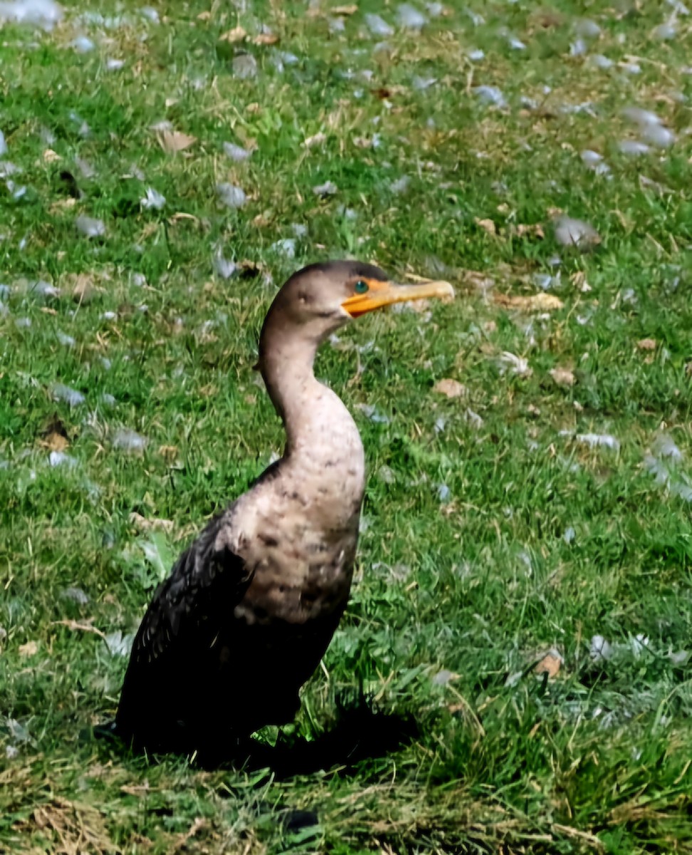 Double-crested Cormorant - ML623560419