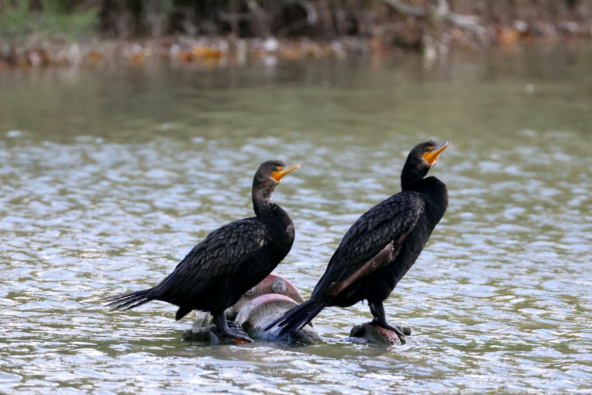 Double-crested Cormorant - ML623560421