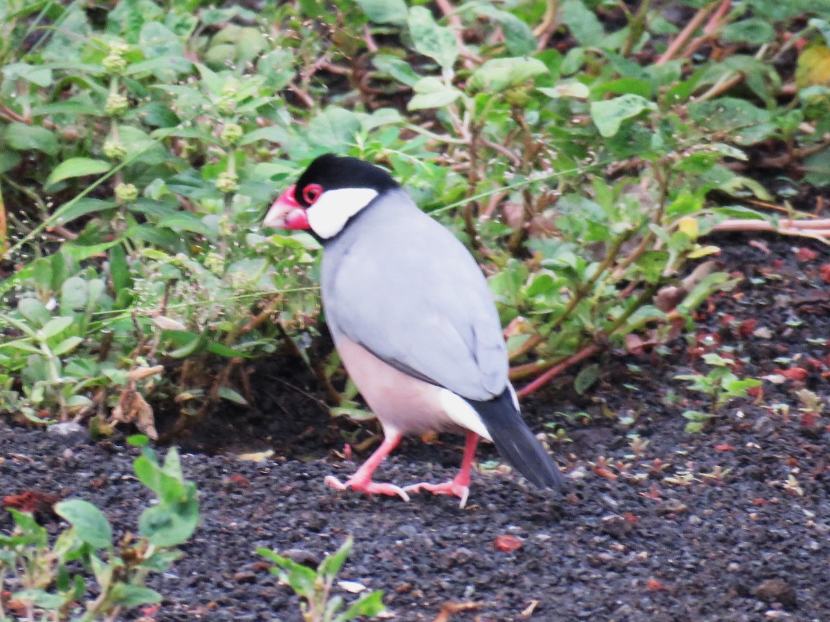 Java Sparrow - ML623560438