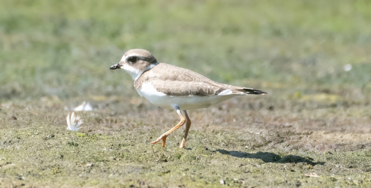 Semipalmated Plover - ML623560439